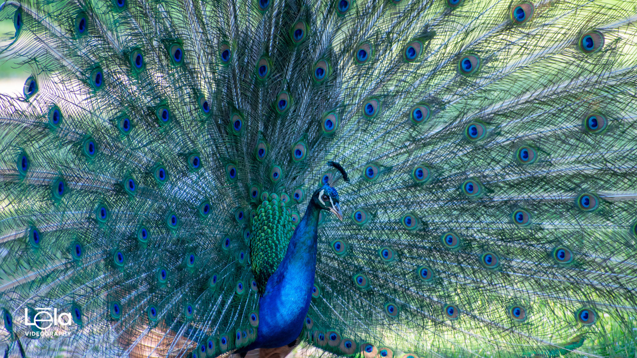 Pavo
